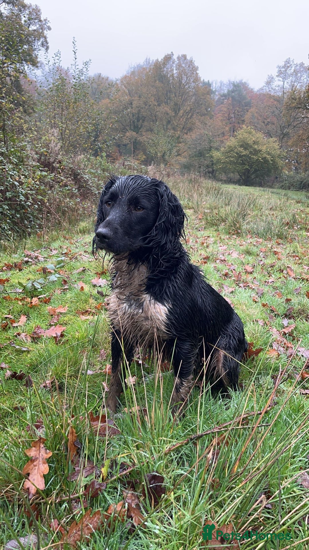 English Springer Spaniel dogs for stud: KCRegistered Working English Springer Spaniel Stud - Advert 1
