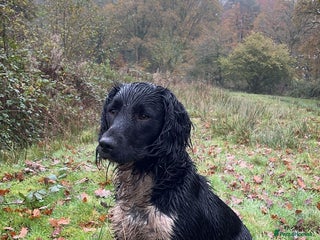 English Springer Spaniel dogs - Advert 14