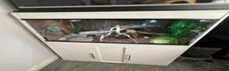 Python Snake reptiles for sale: Royal / ball python  in Grimsby - Advert 6