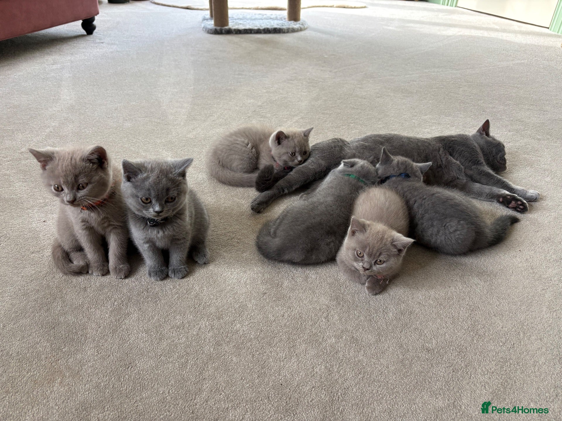 British Shorthair cats GCCF and TICA Registered British Shorthair Kittens - Advert 1