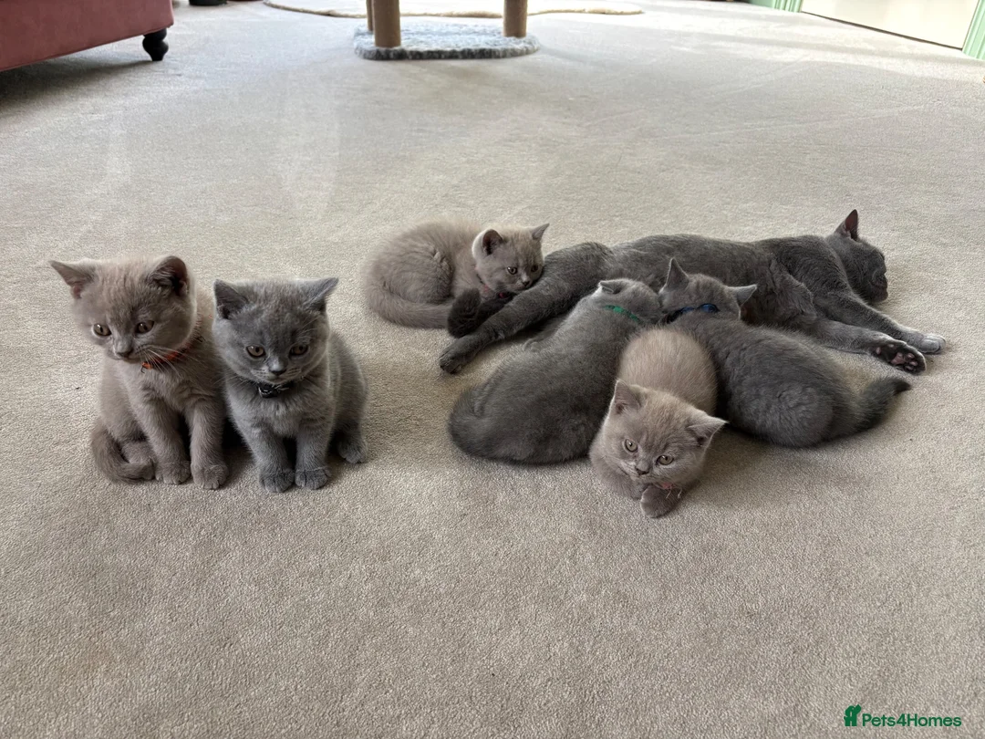 British Shorthair cats for sale: GCCF and TICA Registered British Shorthair Kittens - Advert 1
