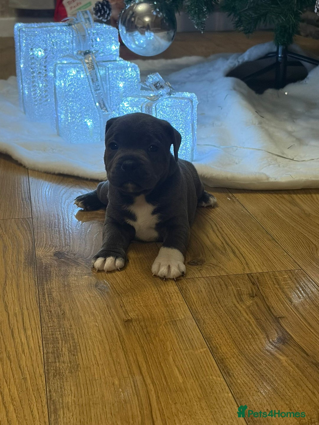 Staffordshire Bull Terrier dogs for sale: Blue Staffordshire bull Terrier pups  - Advert 14
