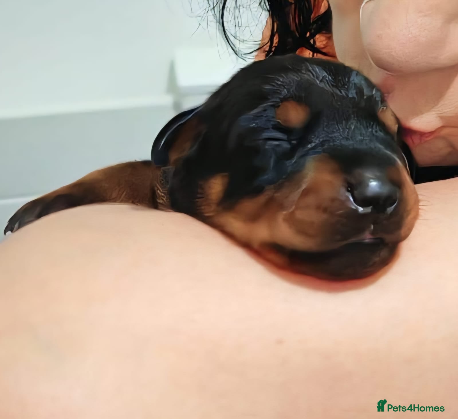 Dobermann dogs HEALTH TESTED, HOME REARED, STUNNING DOBERMAN PUPS - Advert 14