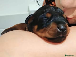 Dobermann dogs HEALTH TESTED, HOME REARED, STUNNING DOBERMAN PUPS - Advert 14