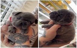 French Bulldog dogs for sale: French bulldog  - Image 4