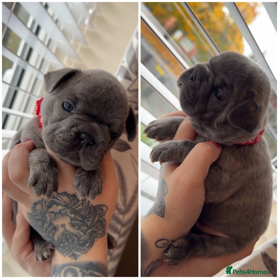 French Bulldog dogs for sale: French bulldog  - Image 4
