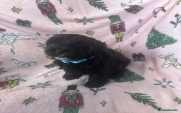 Shihpoo dogs for sale: Shihpoo puppies  - Image 6
