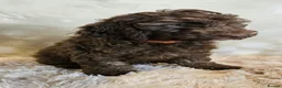 Cockapoo dogs for sale: LYNJONBORNS BEAUTIFUL COCKAP00 PUPPYS - Advert 13
