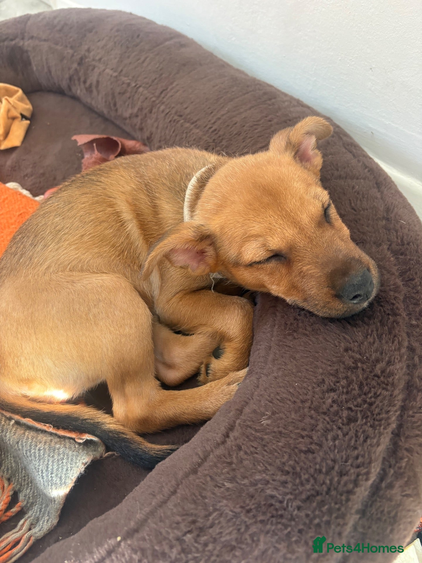 Mixed Breed dogs Jack Russel cross  - Advert 1