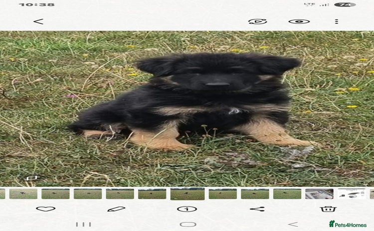 German Shepherd dogs - Advert 1