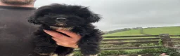 Shihpoo dogs for sale: Gorgeous black girl in Liskeard - Advert 4