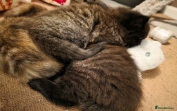 British Longhair cats for sale: Beautiful British longhair kittens - Image 4