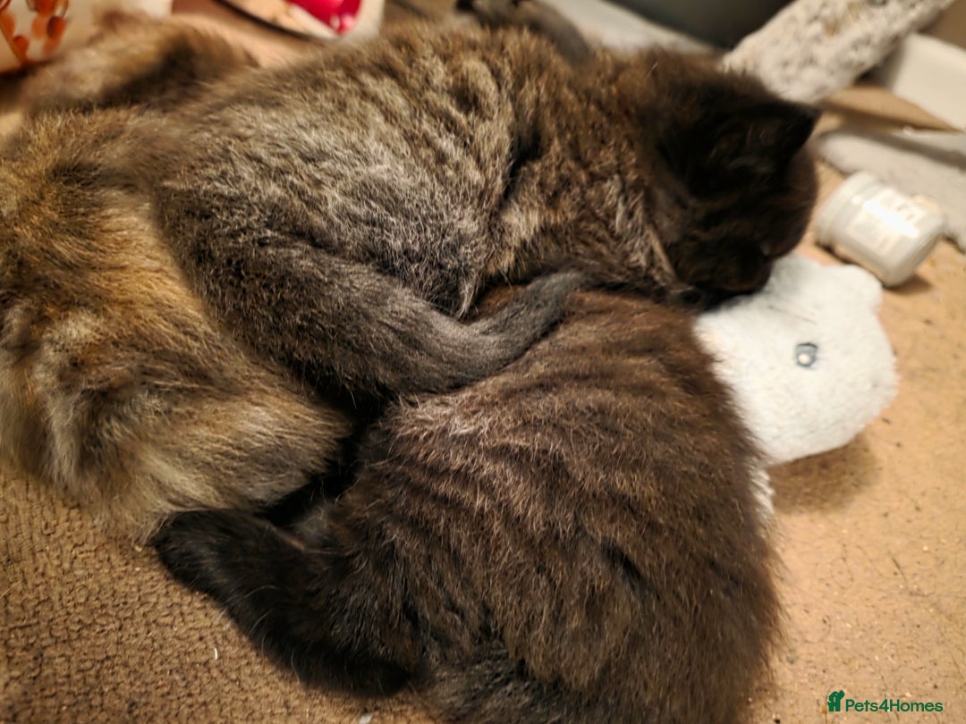 British Longhair cats for sale: Beautiful British longhair kittens - Image 4