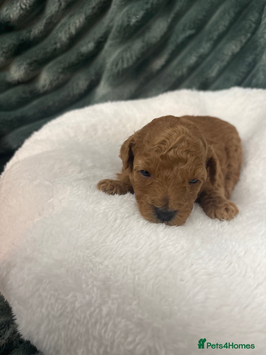 Toy Poodle dogs for sale: Kc reg Dna Tested Toy Poodle Puppies  - Advert 5