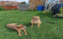 Labrador Retriever dogs for sale: Beautiful Labrador puppies - Image 4