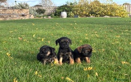 Border Terrier dogs for sale: 🐾 fantastic Border Terrier  - Image 14