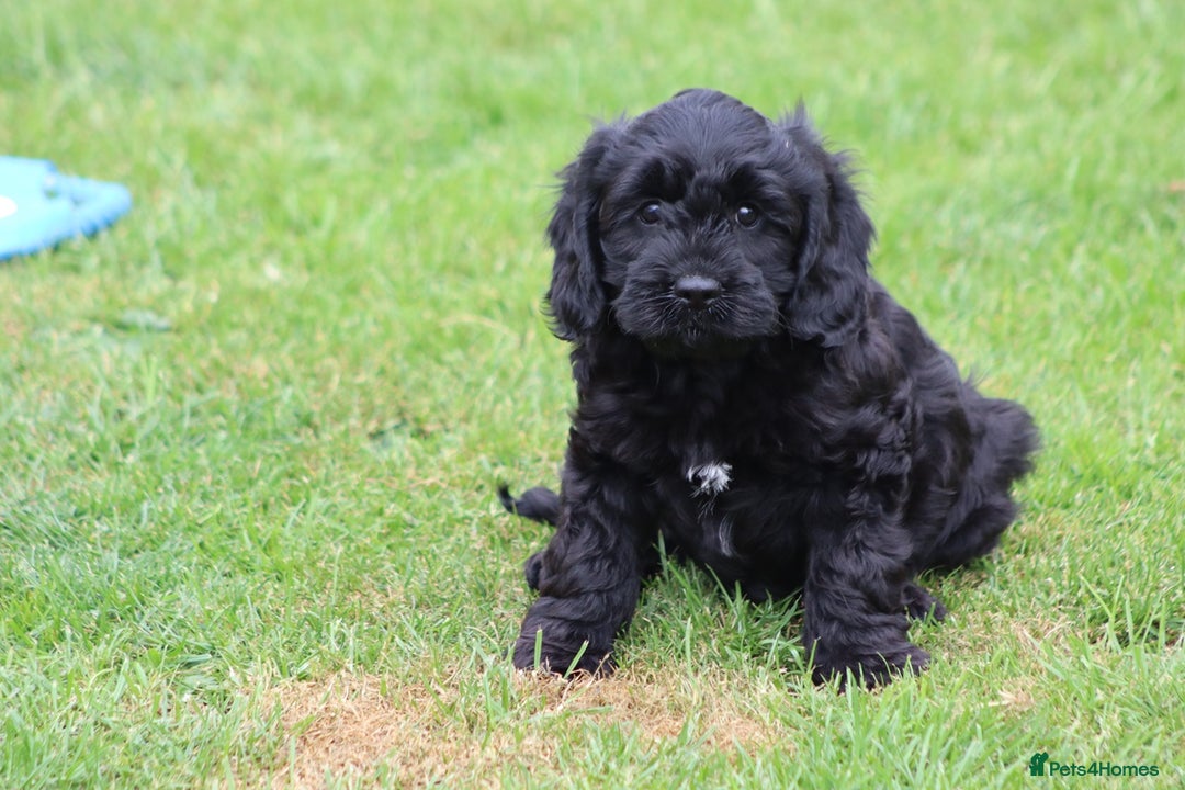 Cavapoo dogs for sale: Beautiful Cavapoo puppies for sale - Image 24