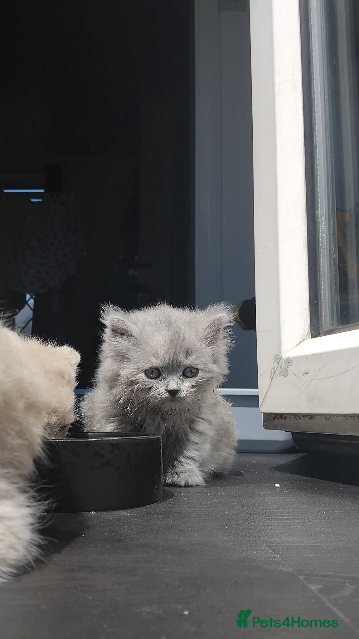 British Shorthair cats Stunning BSH/BLH Kittens for Sale  - Advert 1