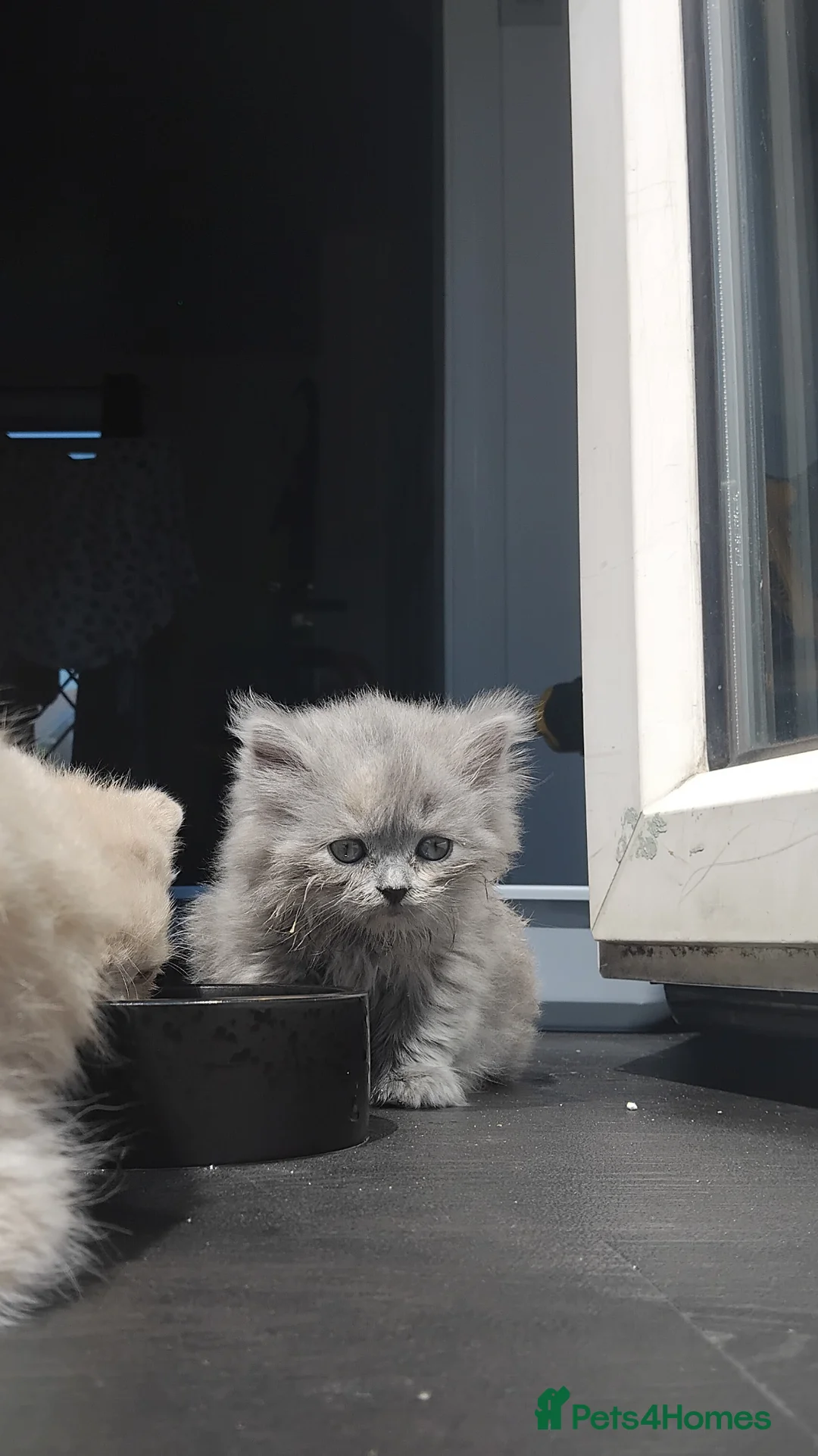 British Shorthair cats for sale: Stunning BSH/BLH Kittens for Sale  - Advert 1