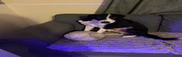 Border Collie dogs for stud: Sunny- the man the myth the legend in Dunmow - Advert 5