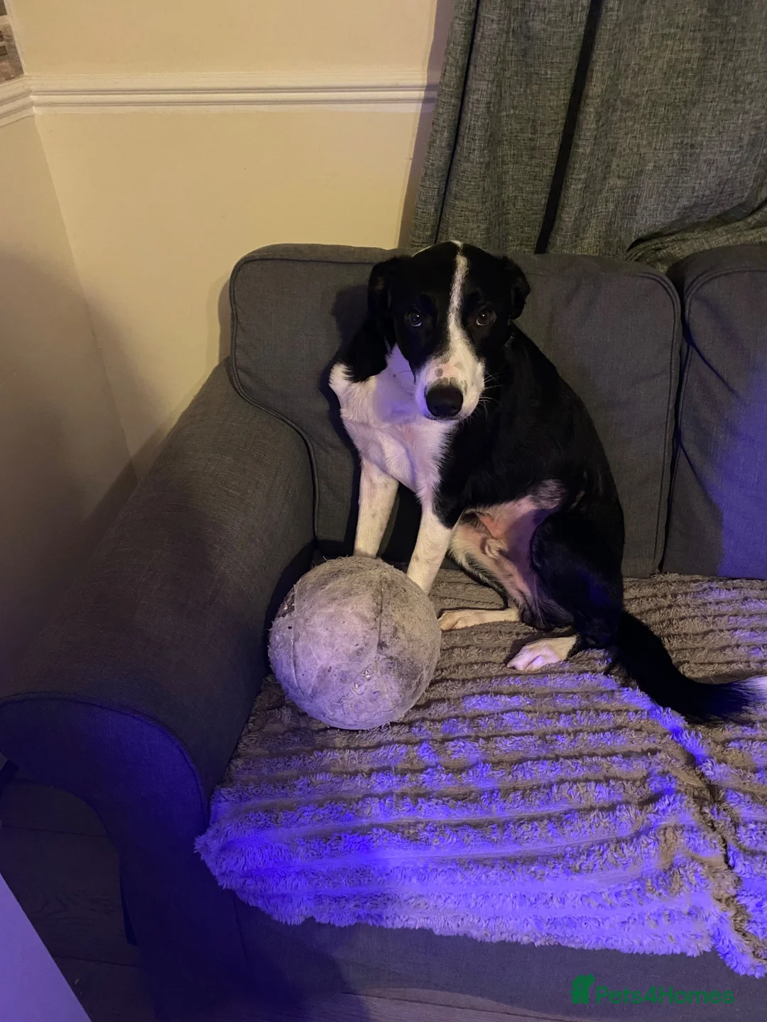 Border Collie dogs for stud: Sunny- the man the myth the legend in Dunmow - Advert 5