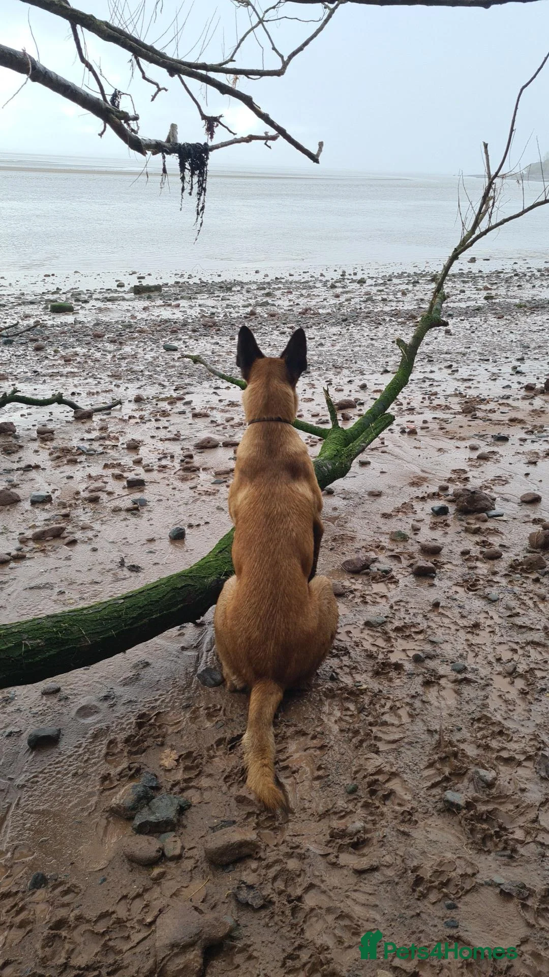 Belgian Shepherd Dog dogs for sale: Male Belgian Malinois Bucky - Advert 2