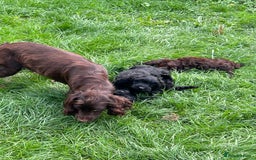 Cockapoo dogs for sale: Beautiful miniature Teddybear Cockerpoos puppies  - Image 20