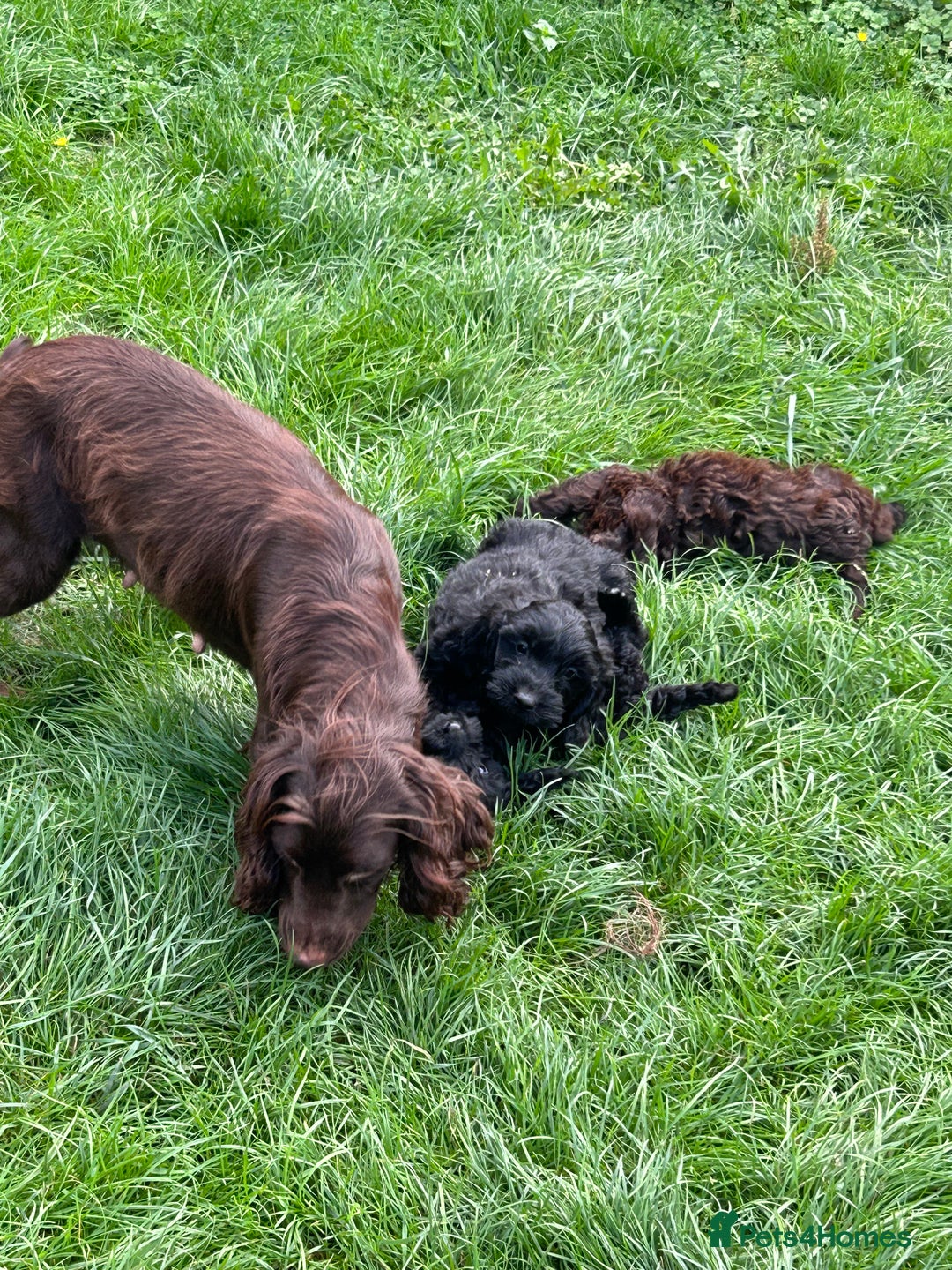 Cockapoo dogs for sale: Beautiful miniature Teddybear Cockerpoos puppies  - Image 20