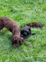 Cockapoo dogs - Advert 4