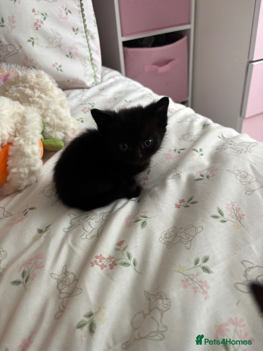 Mixed Breed cats for sale: 5 black and white kittens  in Leeds - Advert 2
