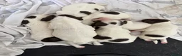 English Springer Spaniel dogs for sale: Beautiful Springer Spaniel Puppies  in Swadlincote - Advert 29