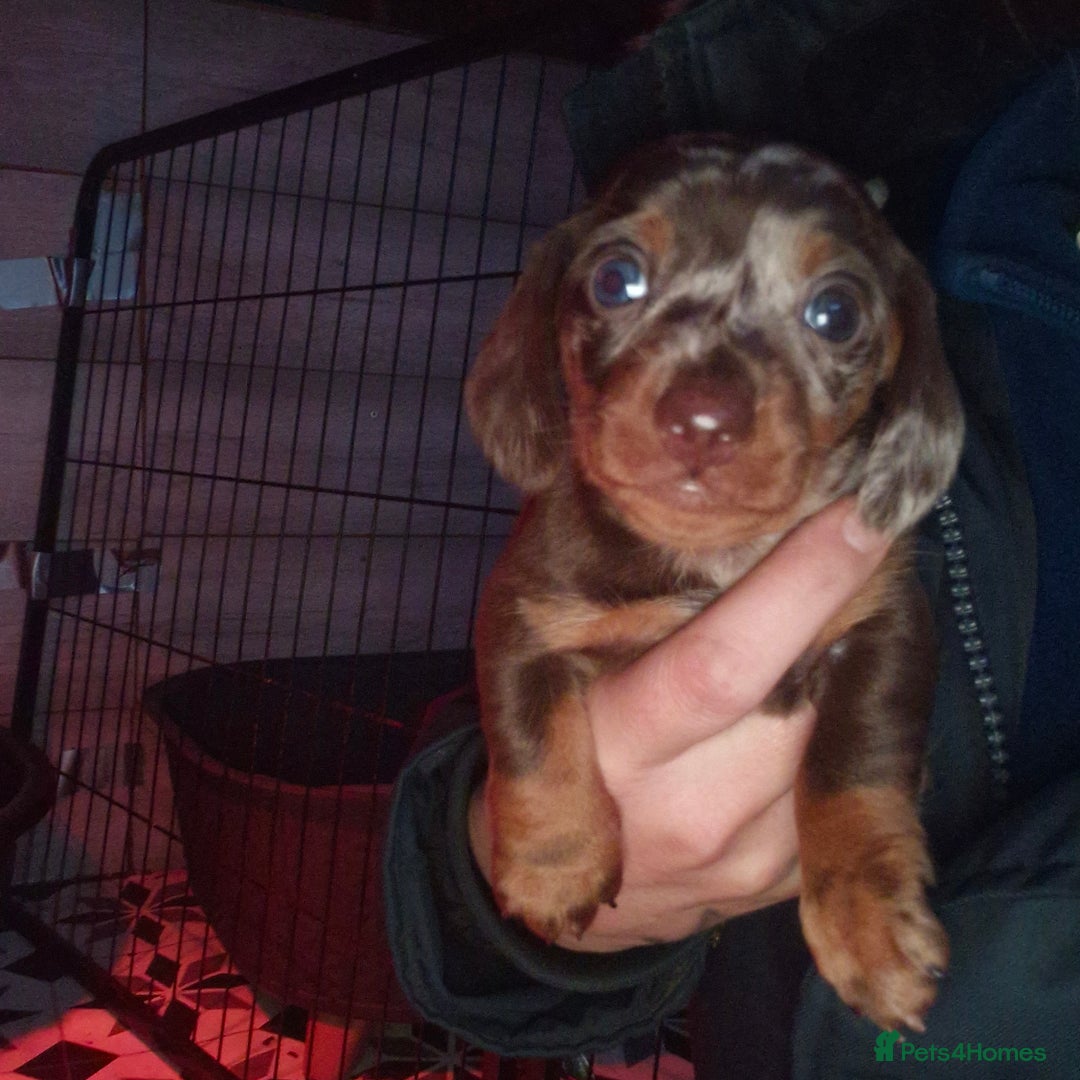 Miniature Dachshund dogs for sale: 3 beautiful mini sausages - Advert 3