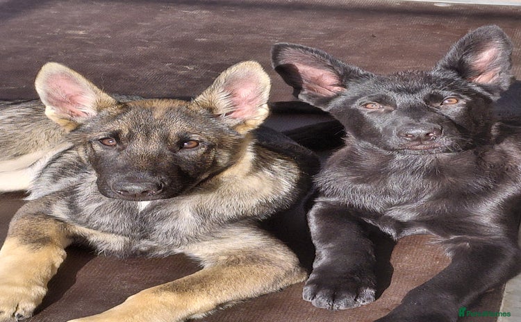 German Shepherd dogs - Advert 10