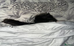 Persian cats for sale: Goregeous Grey Blackpoint Persian Chinchilla - Image 3