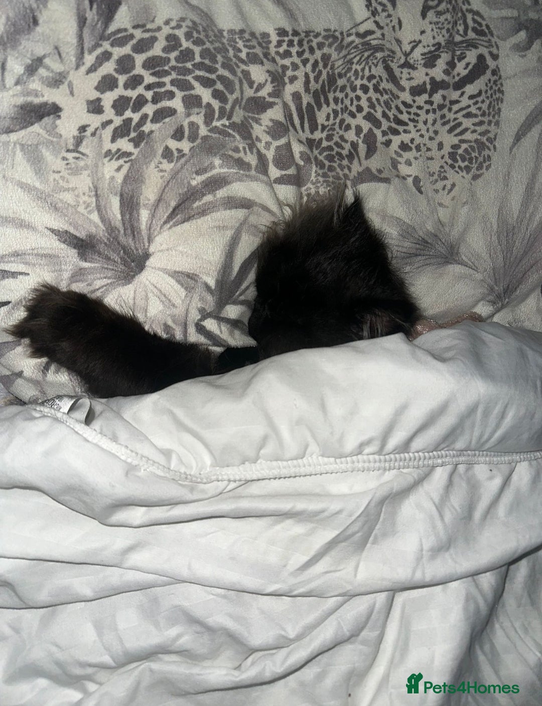 Persian cats for sale: Goregeous Grey Blackpoint Persian Chinchilla - Image 3