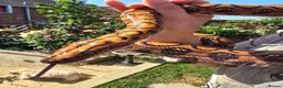 Boa Snake reptiles for sale: 12 year old Brazilian rainbow boa - Advert 3