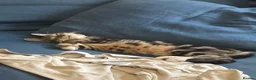 Mixed Breed cats for sale: Three Cats in Kidderminster - Advert 6