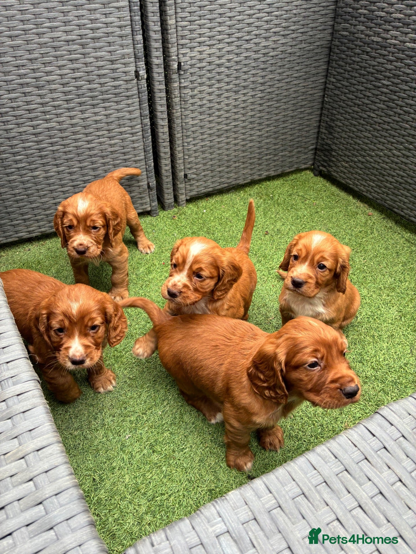 Cocker Spaniel dogs Red KC cocker spaniel puppies  - Advert 1