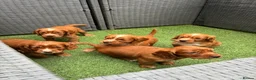 Cocker Spaniel dogs for sale: Red KC cocker spaniel puppies  - Advert 1