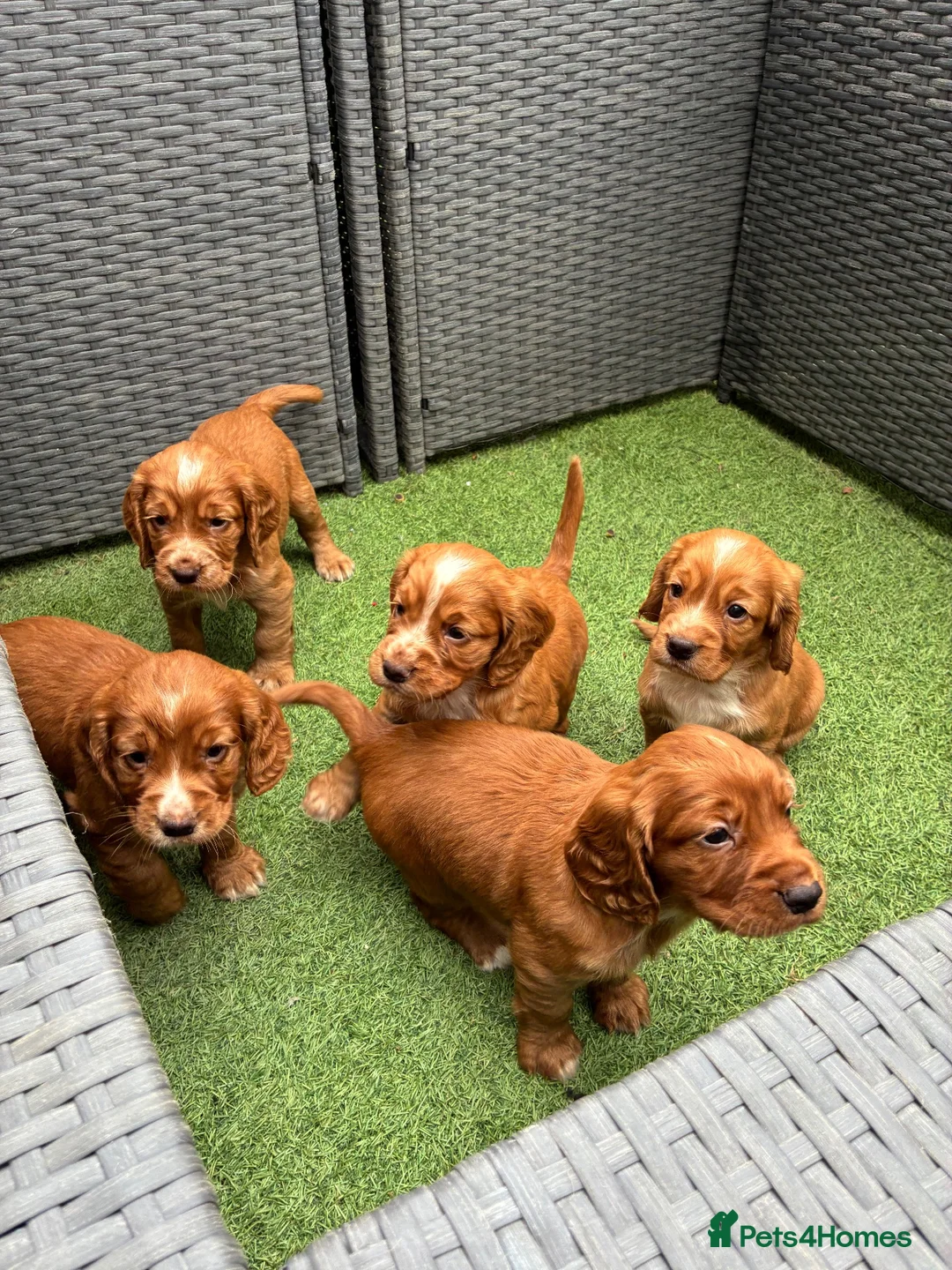 Cocker Spaniel dogs for sale: Red KC cocker spaniel puppies  - Advert 1