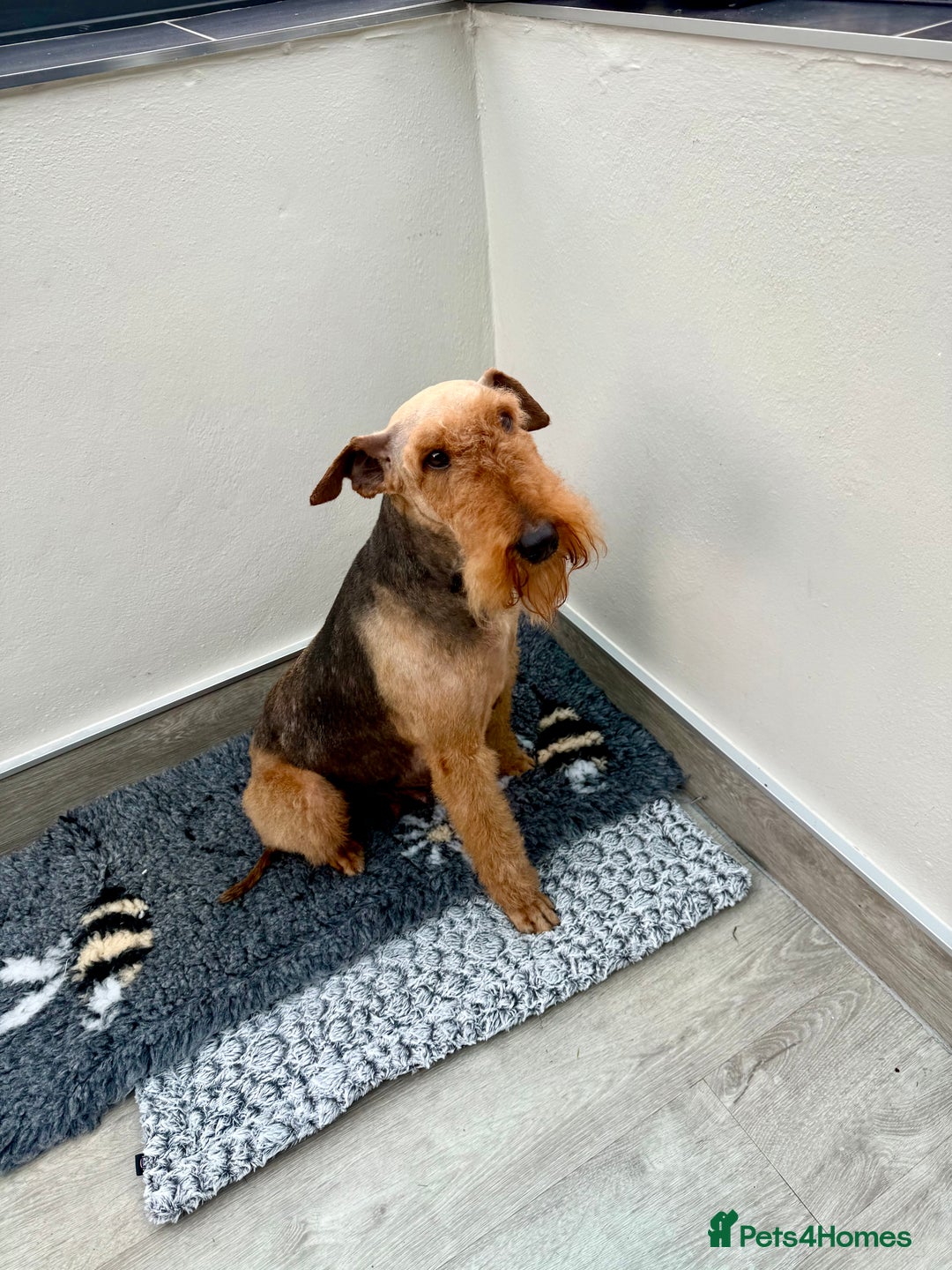 Mixed Breed dogs for sale: Airedale puppies  - Advert 12