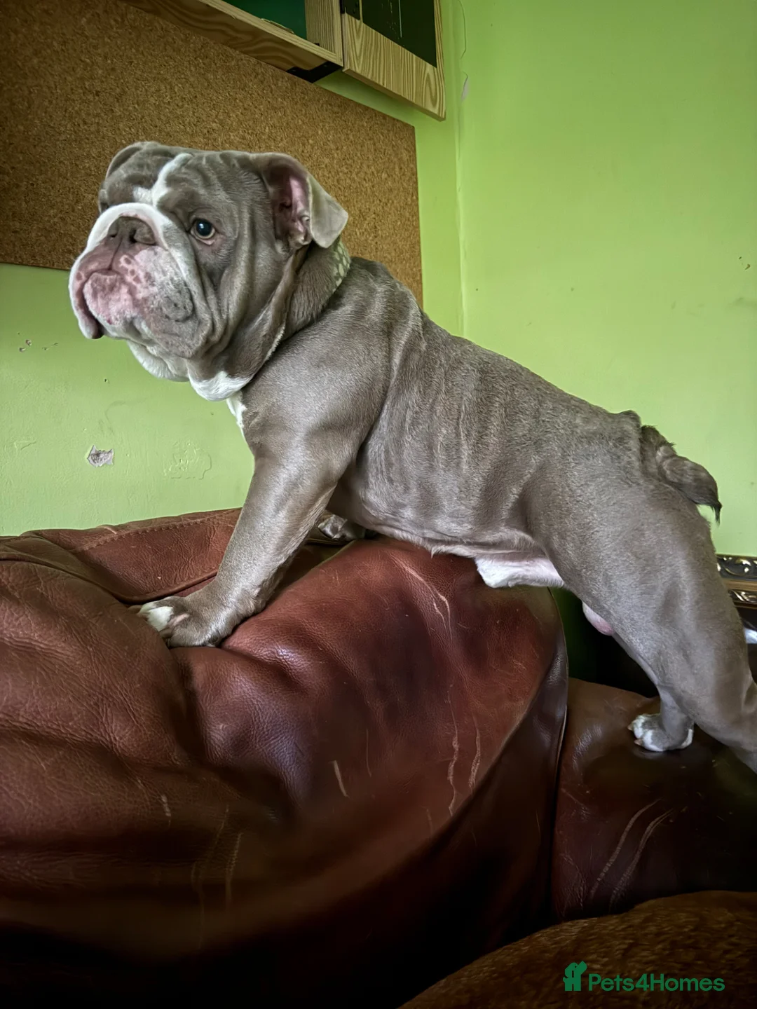 English Bulldog dogs for sale: Make English Bull Dog 1 year and 4 months (Neil)  - Advert 2