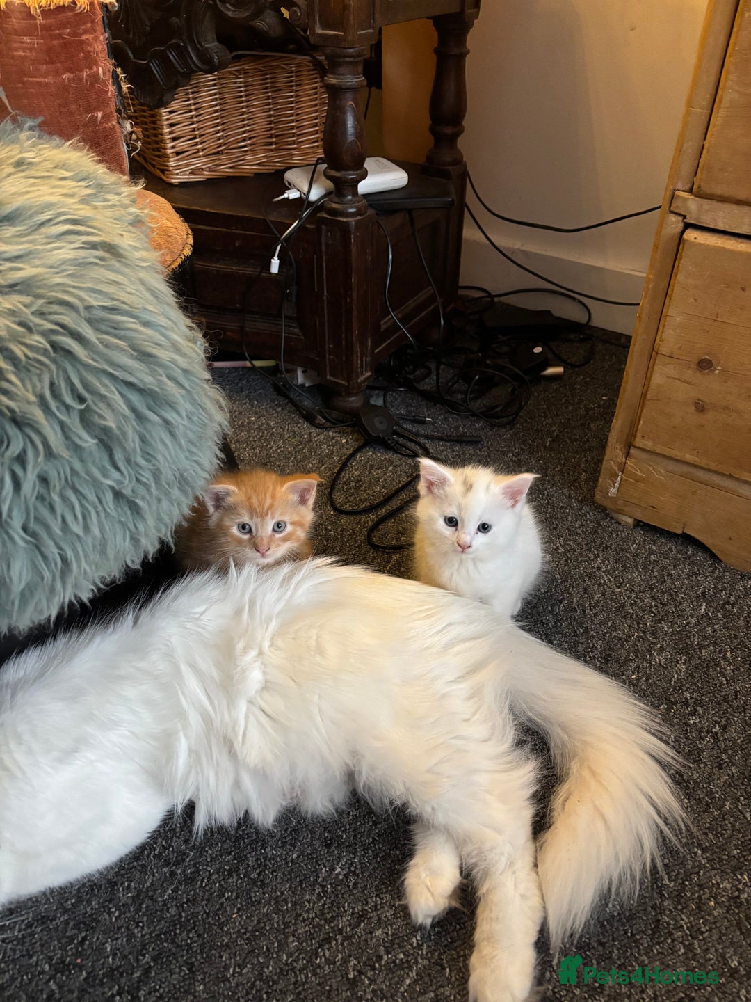 Norwegian Forest Cat cats for sale: Norwegian Forest Cat Kittens  - Advert 2