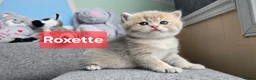 British Shorthair cats for sale: Pedigree golden British shorthair  - Advert 29