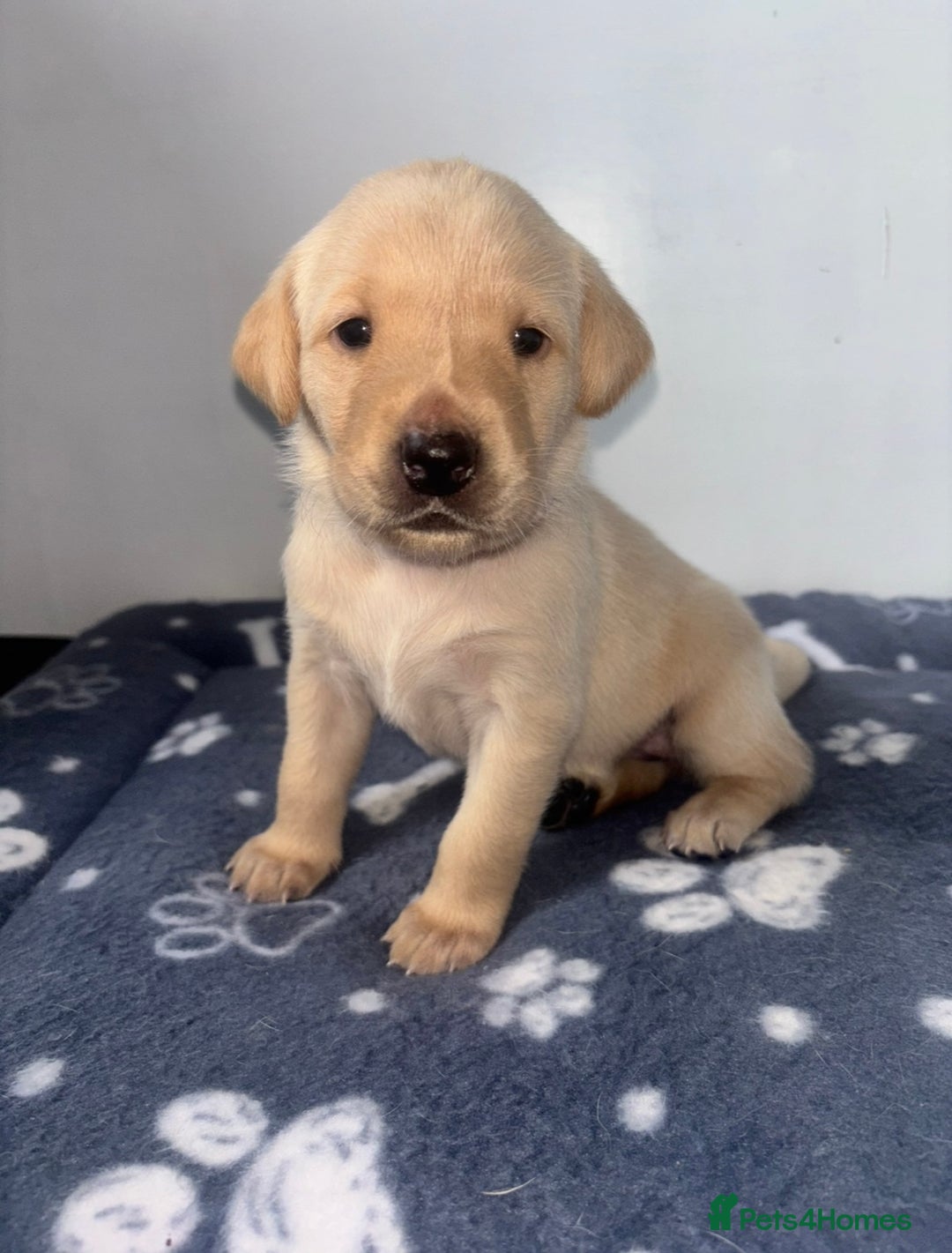 Labrador Retriever dogs for sale: Exceptional KC FTCH Working Labrador Pups - Image 11