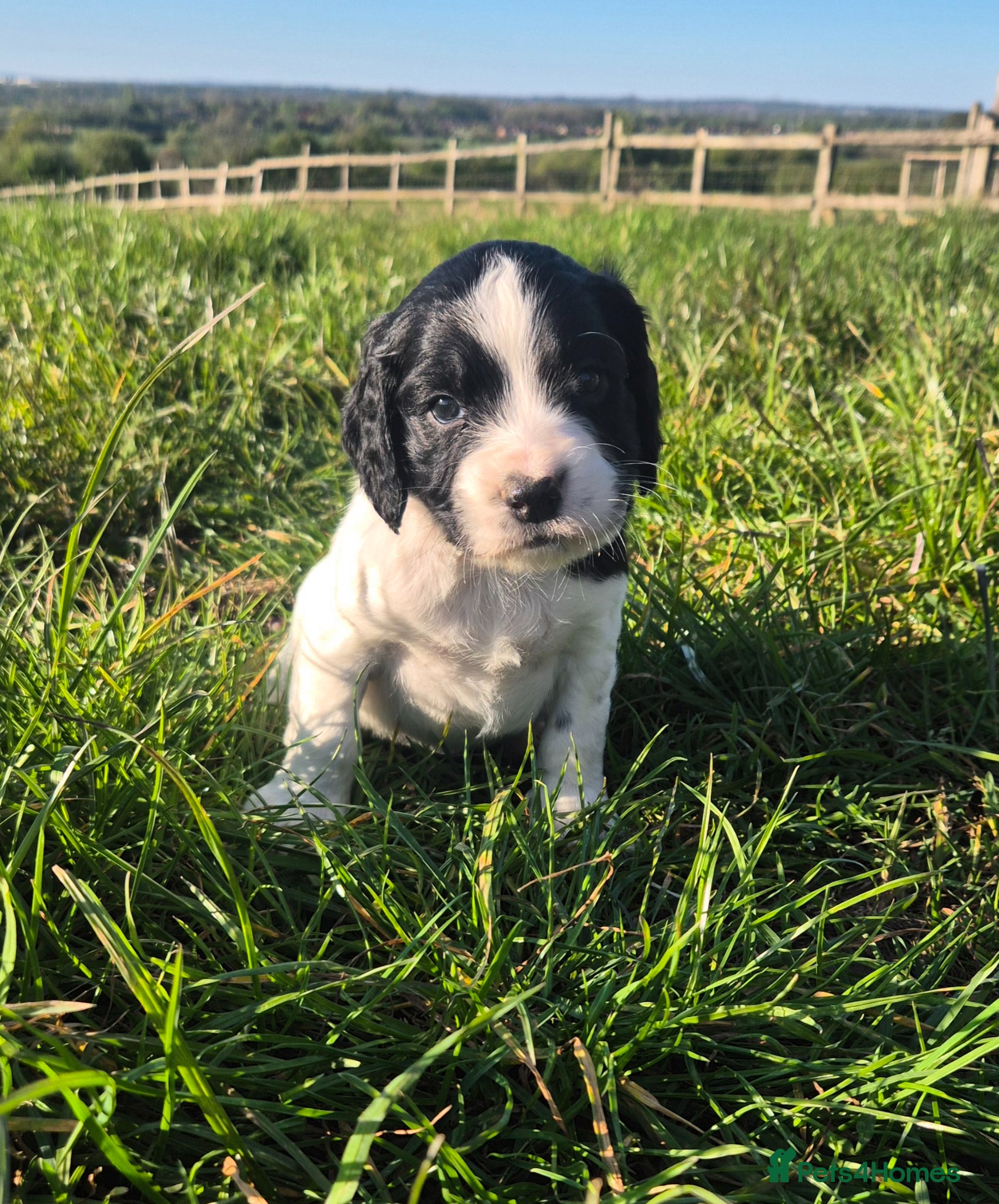 Sprocker dogs F1 sprocker puppies  - Advert 5