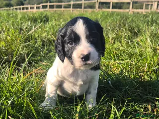 Sprocker dogs F1 sprocker puppies - Advert 5