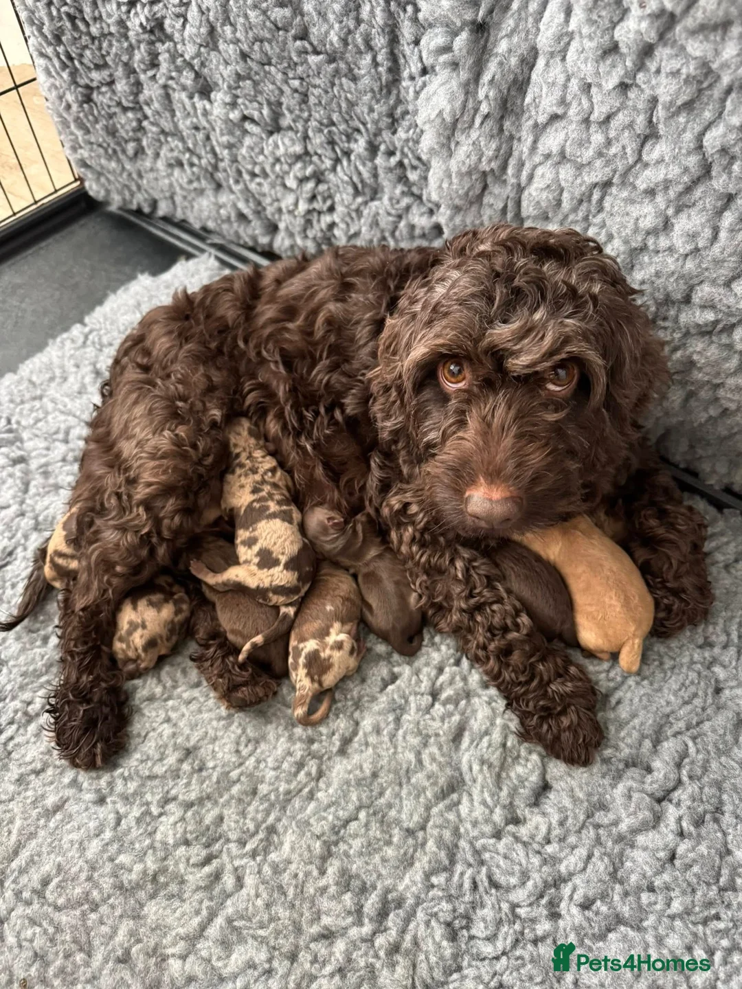 Cockapoo dogs for sale: DNA TESTED, Beautiful Cockapoos, Ready 6th May  - Advert 5