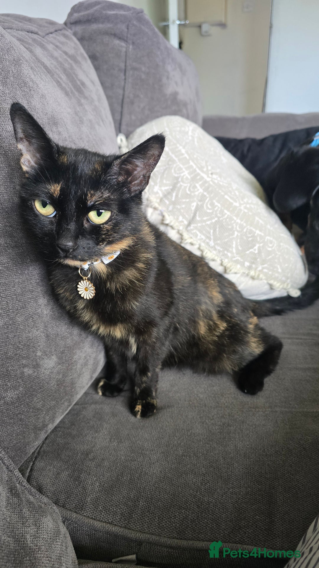 Mixed Breed cats for sale: 2 boy kittens  - Image 3