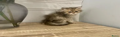 Persian 3